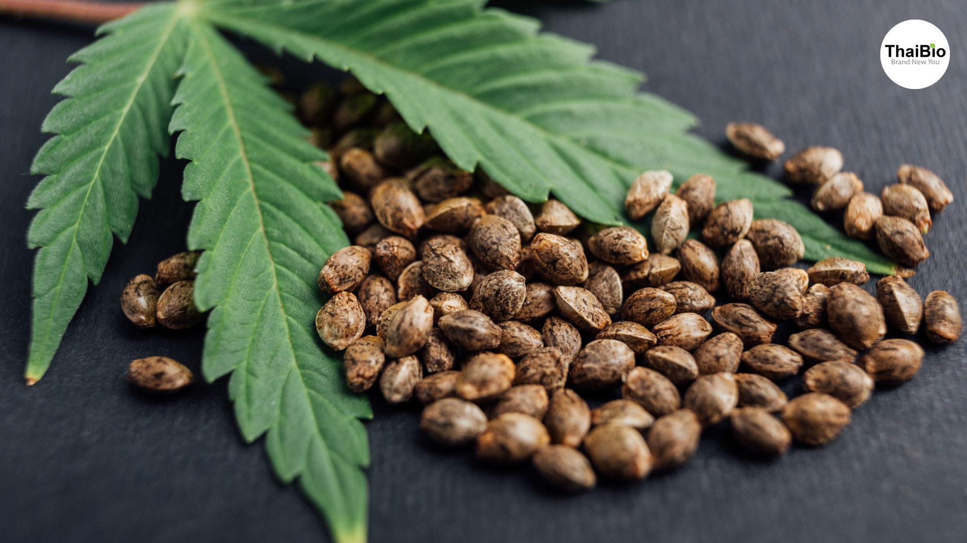 เมล็ดกัญชง (Hemp Seeds)