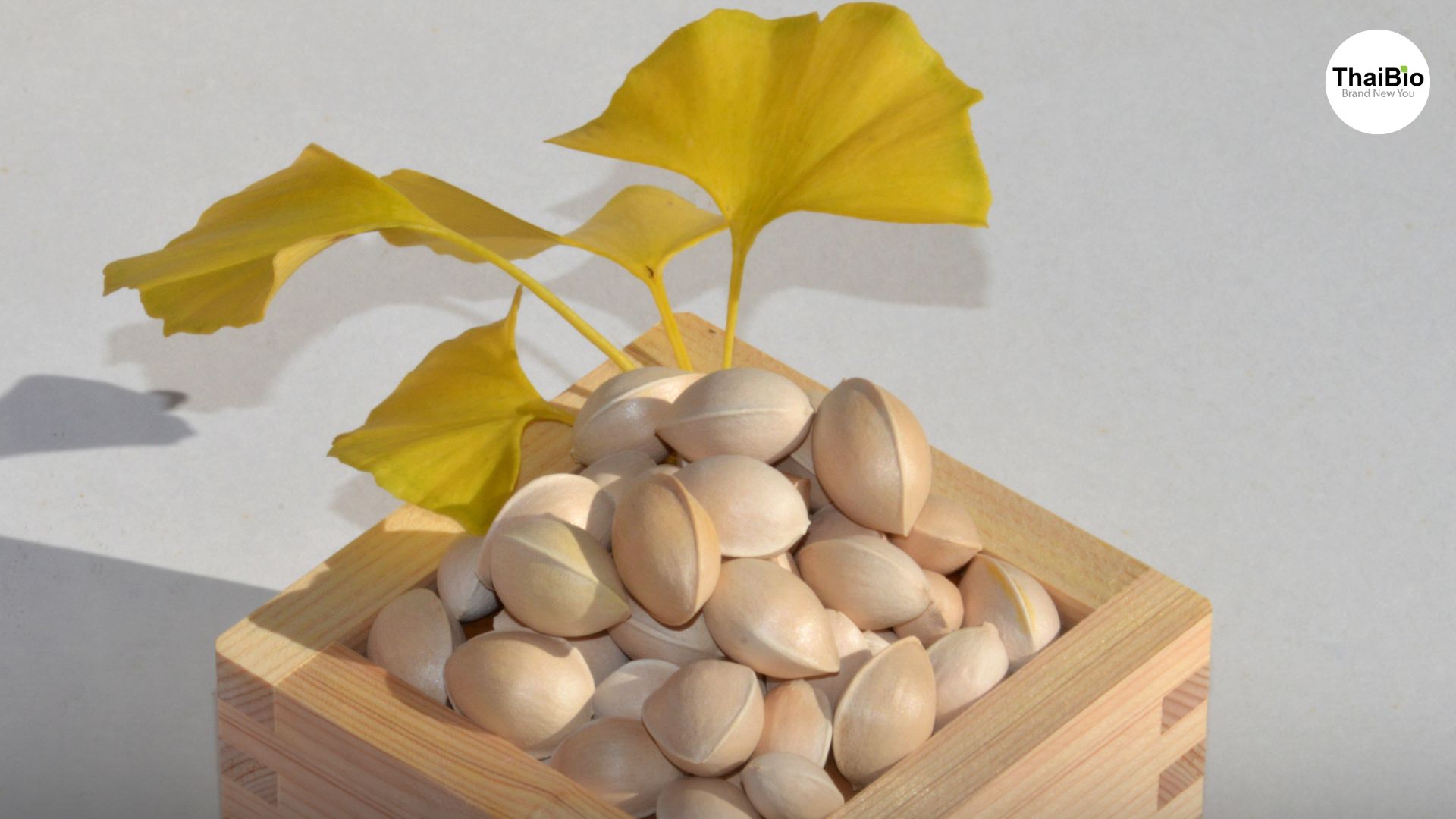 แปะก๊วย (Ginkgo Biloba): สมุนไพรธรรมชาติช่วยบรรเทาตาล้า